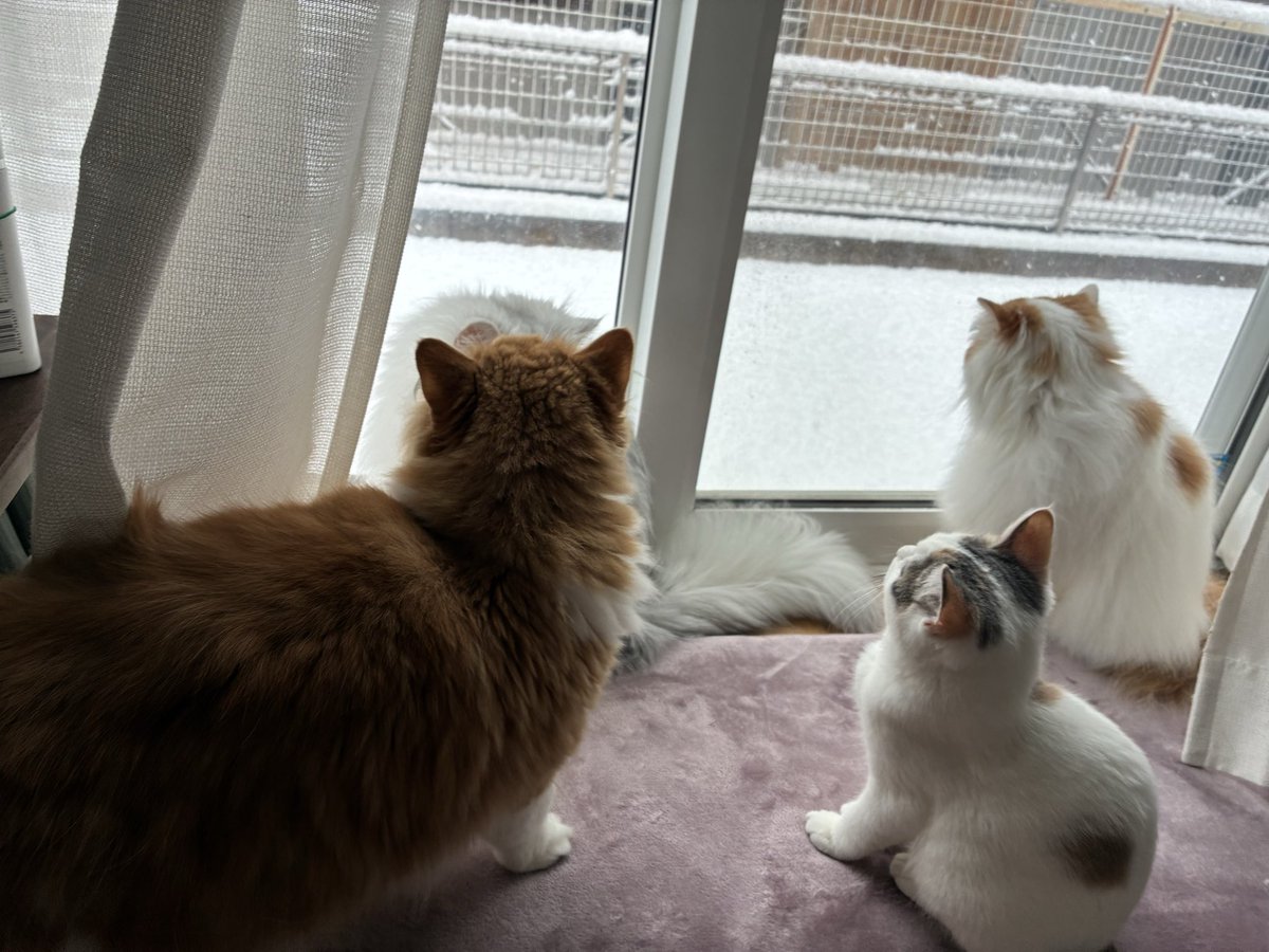 toramaru0520's tweet photo. 全員集合✨
かわいすぎる！！

#猫
#猫のいる暮らし
#スコティッシュフォールド
#ペルシャ https://t.co/utpMZxuJll