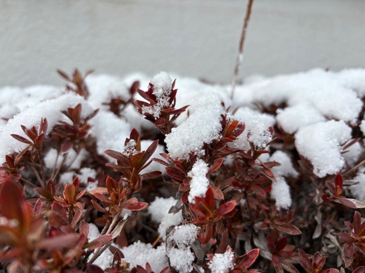 mhtkhs1's tweet photo. 雪！寒いね❄️VOTED🗳️*#%.,@/&amp; https://t.co/mFu3Y5UktO