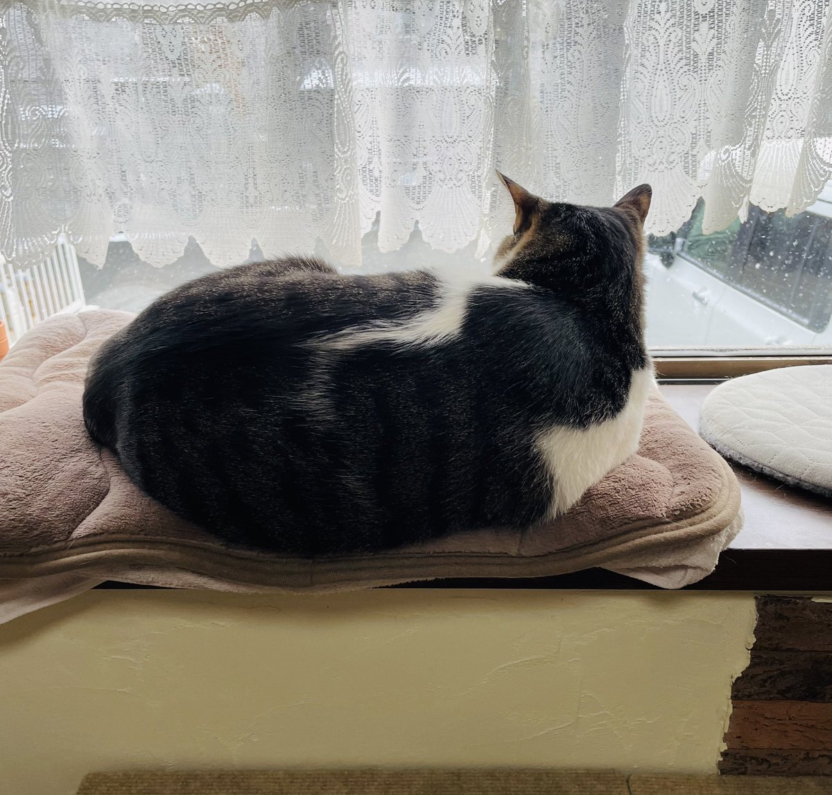 降ってくる雪を見守るでーちゃん自宅警備リーダー