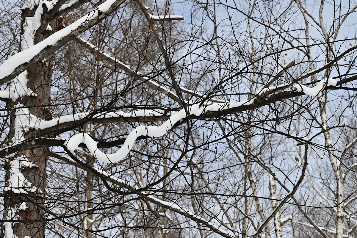 <a href="/Nakamiya20/">Nakamiya</a> 雪紐、ついつい見惚れちゃうんですよね🙂
こちら旭川ですが、偶然にも同じようなものを見ていました。今日のは、なっがーい蛇状態です🐍

「雪の芸術作品を見つけよう」（札幌市のサイトです）→city.sapporo.jp/museum/ouchimu…