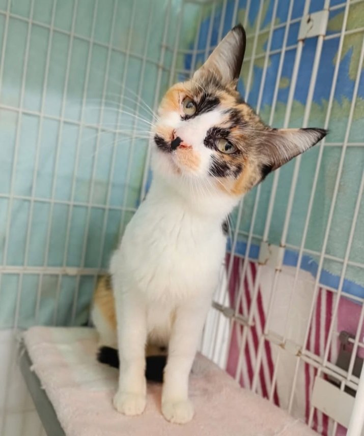 新しいお家を探しています。

下越動物保護管理センター