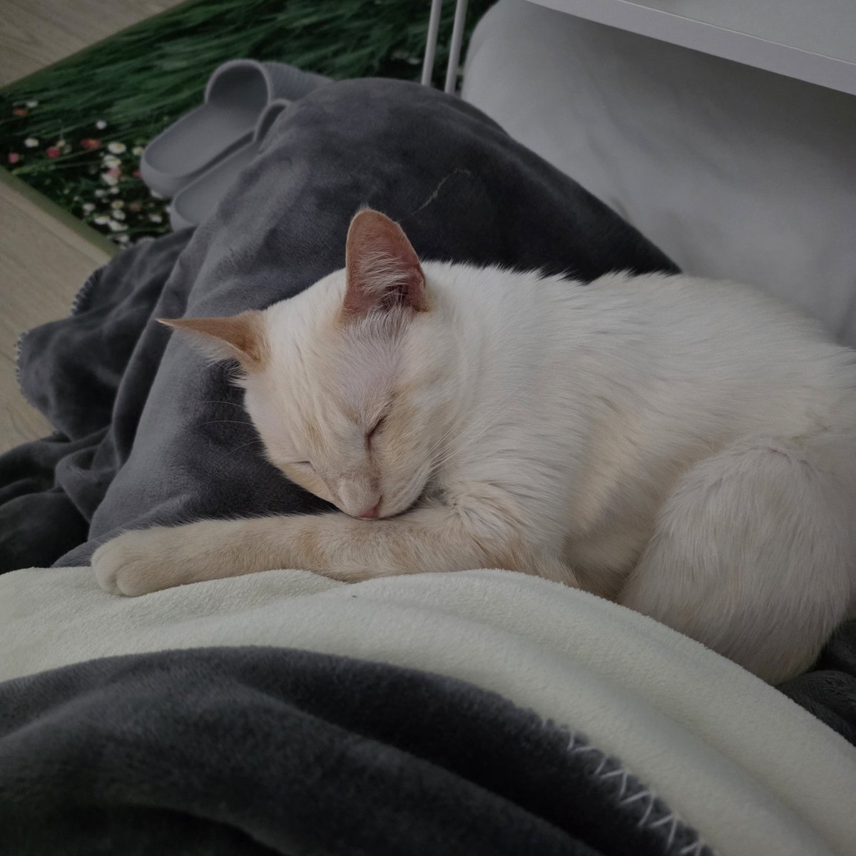 냉동실에 있는 젤리 먹고싶은데 한시간째 안 일어남....