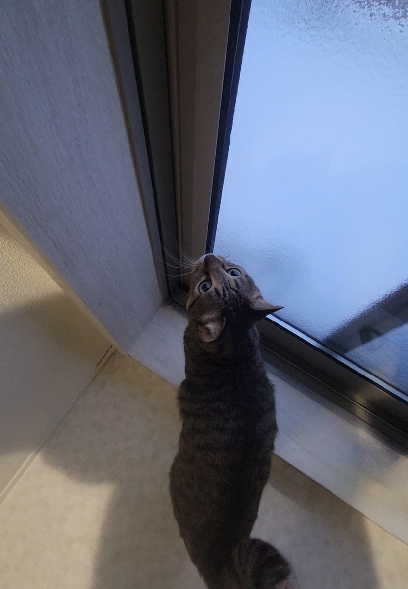 しぴこめᓚᘏᗢ (@chipie0826) / Posts / X