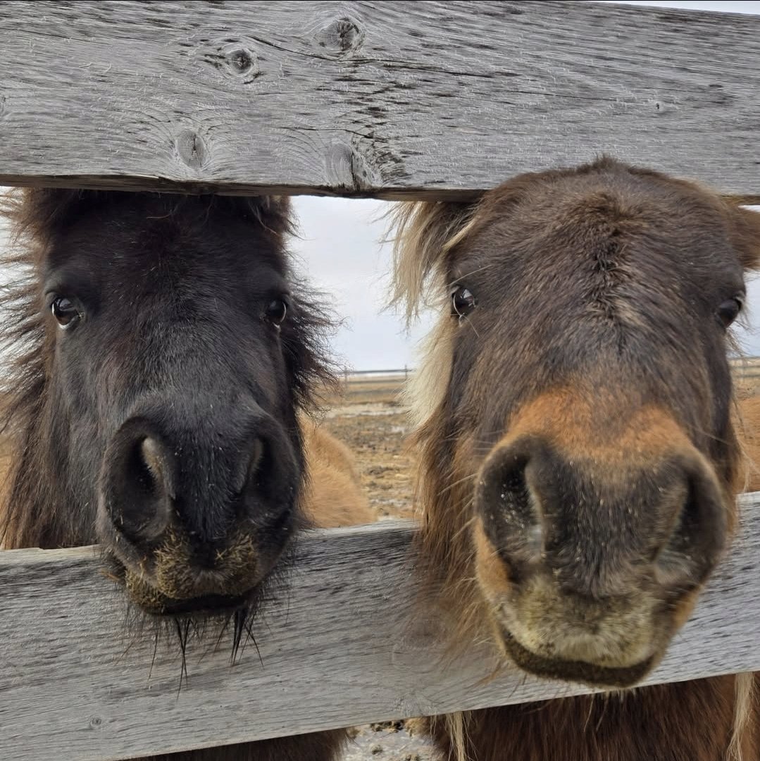 Happy Little Hooves Sanctuary tweet media