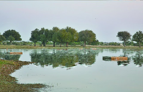 neemb_tr's tweet photo. ओरण भूमि सामुदायिक संरक्षण की परंपरा का प्रतीक रही है।
पर्यावरण संतुलन बनाए रखने में इसकी भूमिका अहम है।
#ओरण_बचाओ_जैसाण_बचाओ
#बिप्रासर_नेतसी https://t.co/BvVzQiM3et