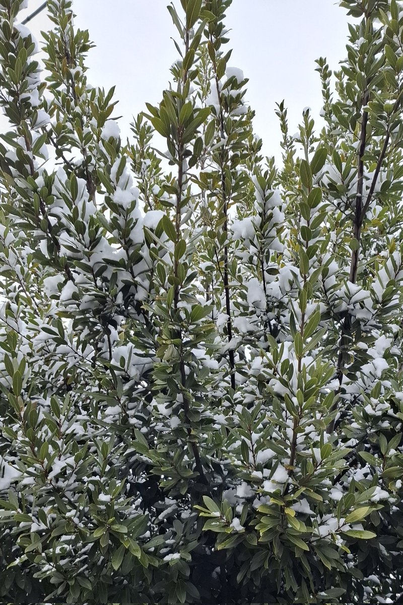 雪が止んだので⛄
選挙に行って来たママ
お外はそおと～寒い🥶って