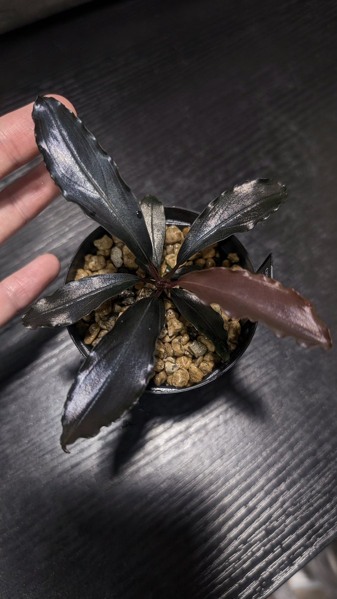 名前付けてもいいくらい黒紫のハイブリッド

Bucephalandra cv."AL-hyb.020"
#AL実生