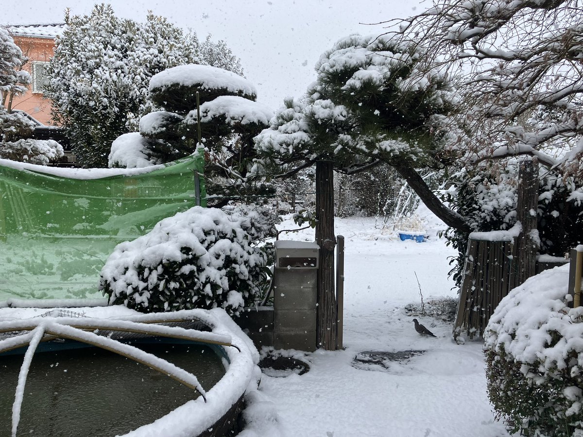 yumiwo450's tweet photo. 12月下旬にいつの間にか骨折していたものの不惑過ぎる40歳でおなじみの我が弟。先日完治のお墨付きをいただきました。元気な怪我人、これにて終了です。
雪が止んでからモンベルのスノーブーツを履いて、投票へ。投票所の皆さま、いつも代理投票をお手伝い頂きありがとうございます。#CAREVOTE https://t.co/mPrCj1ipE7