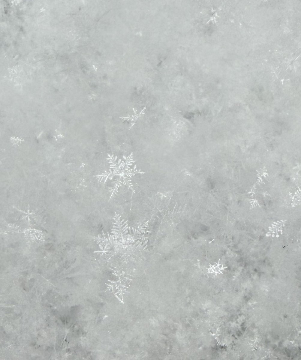 雪の結晶❄️
積もった上にもキラキラ❄️