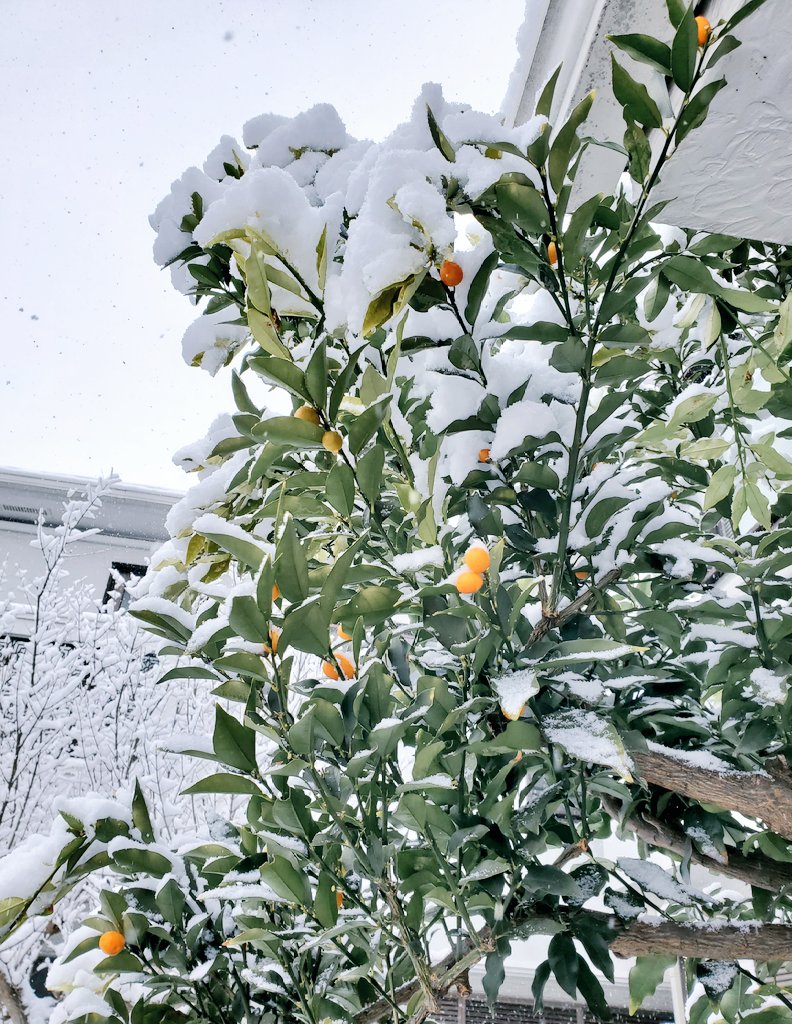 お疲れ様です☕
選挙行って帰りに母の入院先へ面会行ってきました。
雪にも関わらず選挙会場は過去一混んでた気がします。

今朝の庭。少し実が生ってる金柑にも雪が積もりました❄
転倒気を付けて、暖かくして、皆さまも良き１日を⛄
