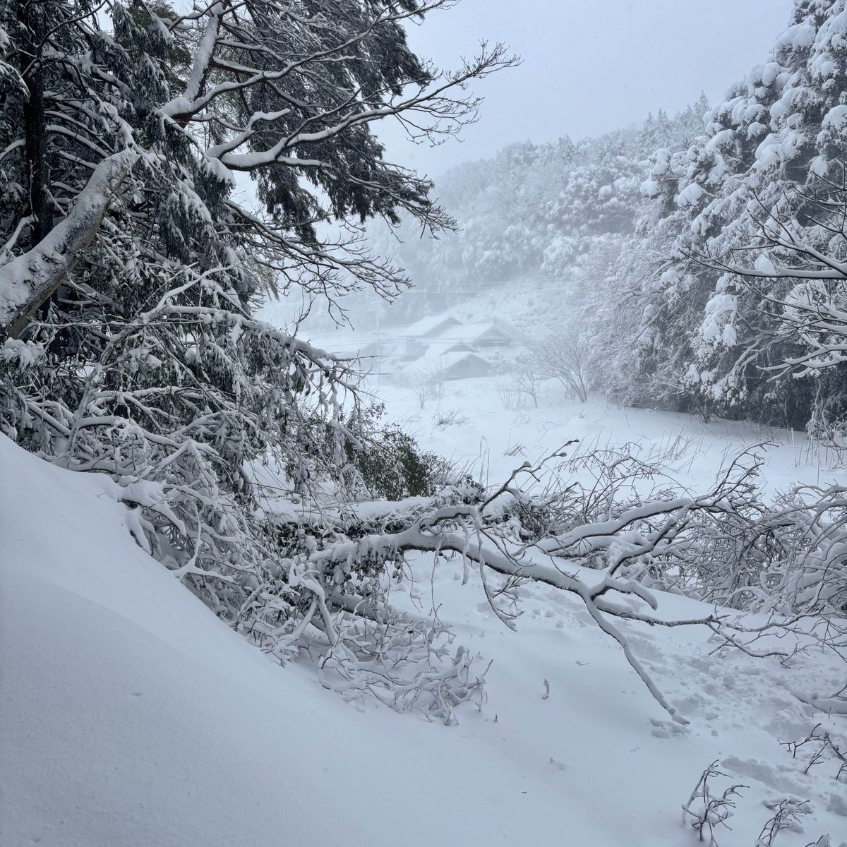ハロみん〜💞
今日は朝から何度も停電してるし…車出せないから雪かきしようと思ったら大木や竹が倒れてて木こりしたり雪かきしたり道路でハマって動けない車を押してあげたり…まだ雪かきあるから、今日は雑談配信お休みにするね🙏🏻💦
明日の修行も行けないかもだよ…🥴
選挙は歩いて行ってきました🩷