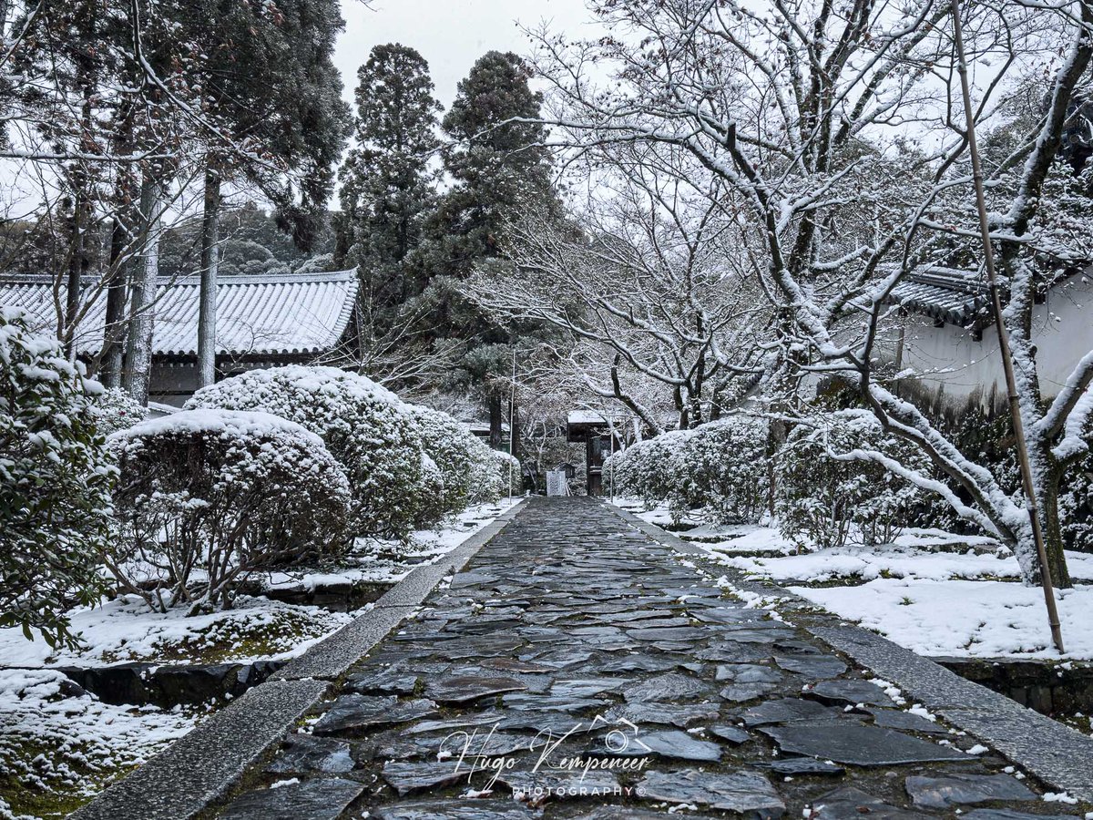 kyotodreamtrips's tweet image. Snowflakes gently fall at the Ikkyu-ji Temple in Kyotanabe, Kyoto Prefecture. #snowday #snowsnowsnow #kyotojapan #kyototrip #zen #禅 #japanesegarden #日本の庭園 #京北随 #ikkyuji #酬恩庵 #ikyuji