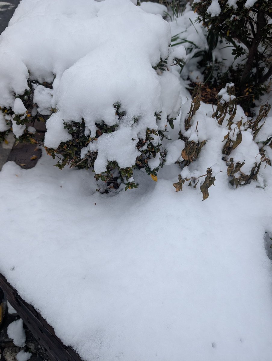 deru_tweets's tweet photo. 雪だ！雪だ！雪だぁー!!! ❄

道路にはあまり積もらなかったけど、ミニ雪だるまは作れた☃️✨ https://t.co/uvj95NQwmD