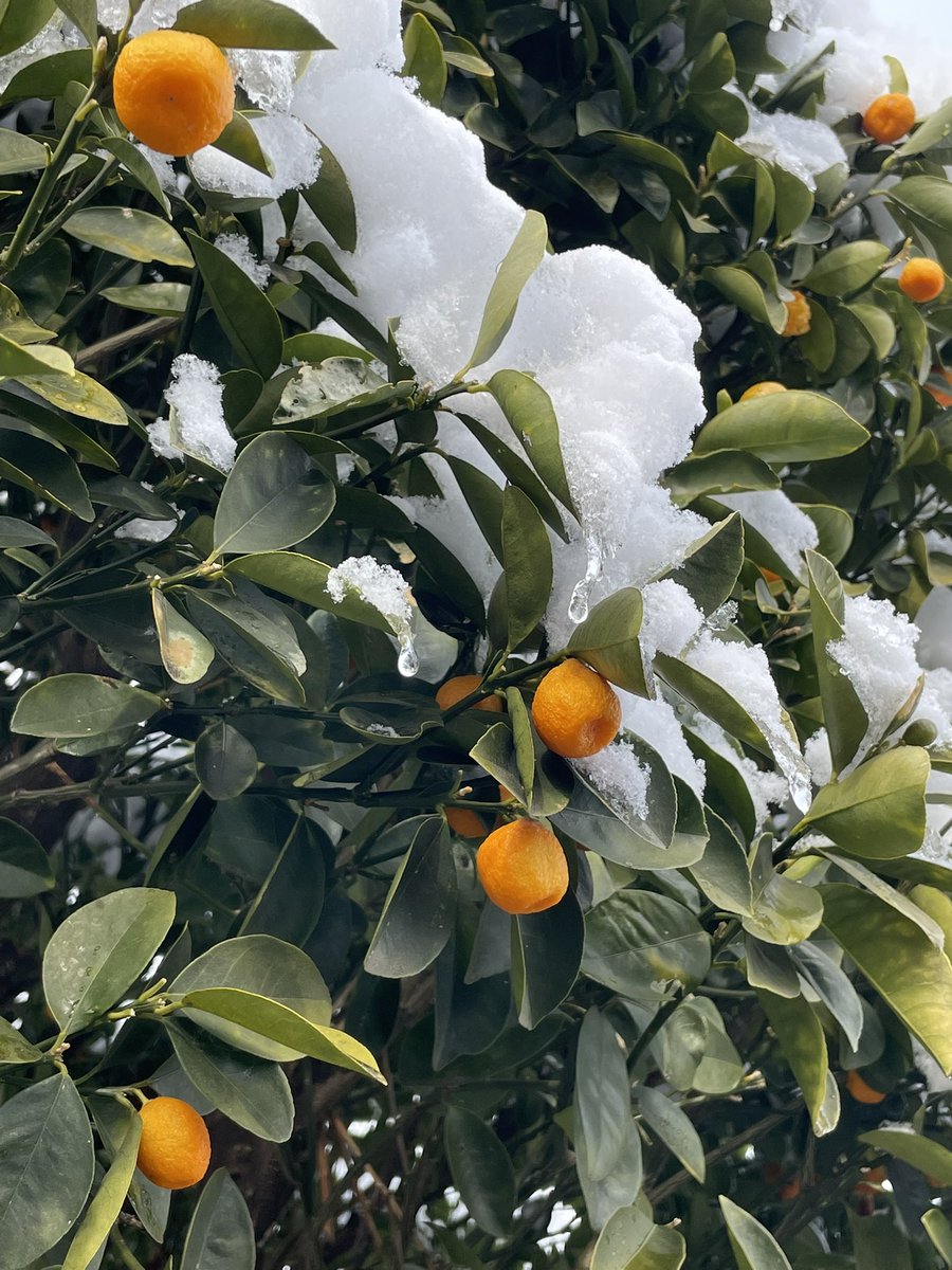 雪が止んだのでちょっとお散歩