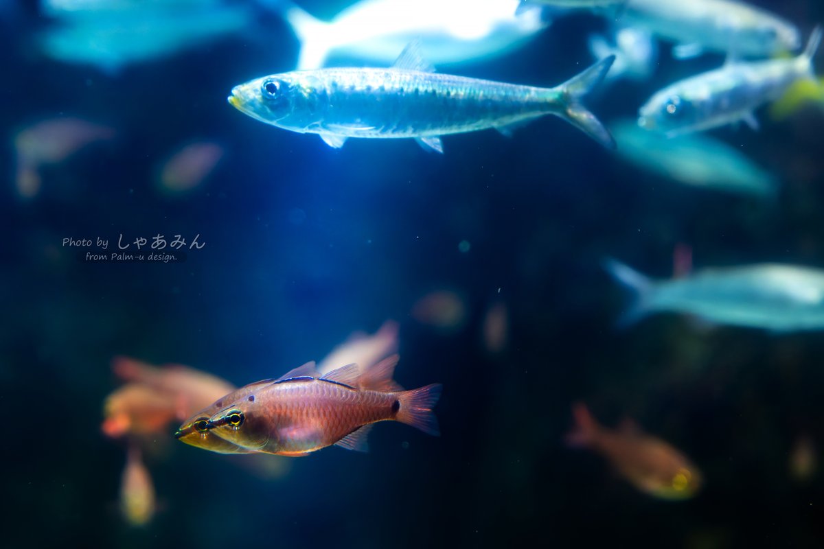 しゃあみん with Diavel and α1 (@KodaHiroshi) / Posts / X