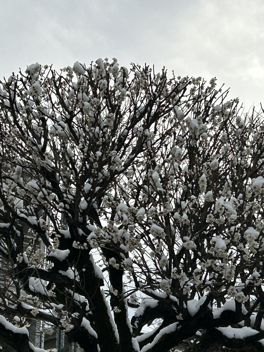 2.08最終決戦
雪降りしきる国会前に40万人率いて
国を変えることが出来ない私でも
せめて自分に出来ることを！
小さな1票、小さな一歩
でも未来に希望を残せることを信じて

雪の冷たさに耐えた白梅は
春に美しい花をきっと咲かせてくれる