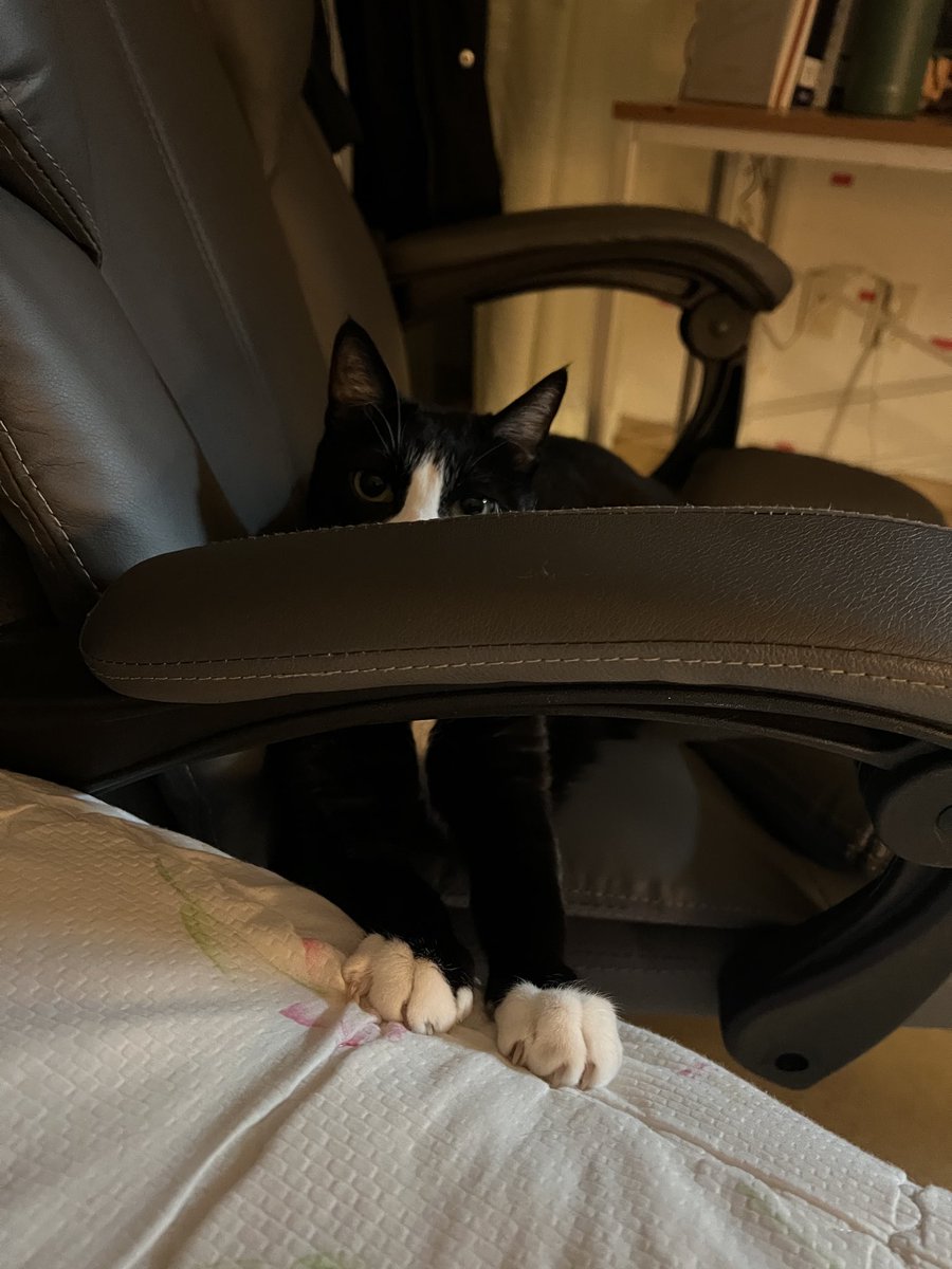 bravecat_Powder's tweet photo. 진짜 귀 여 워 https://t.co/DLJq93rgnN