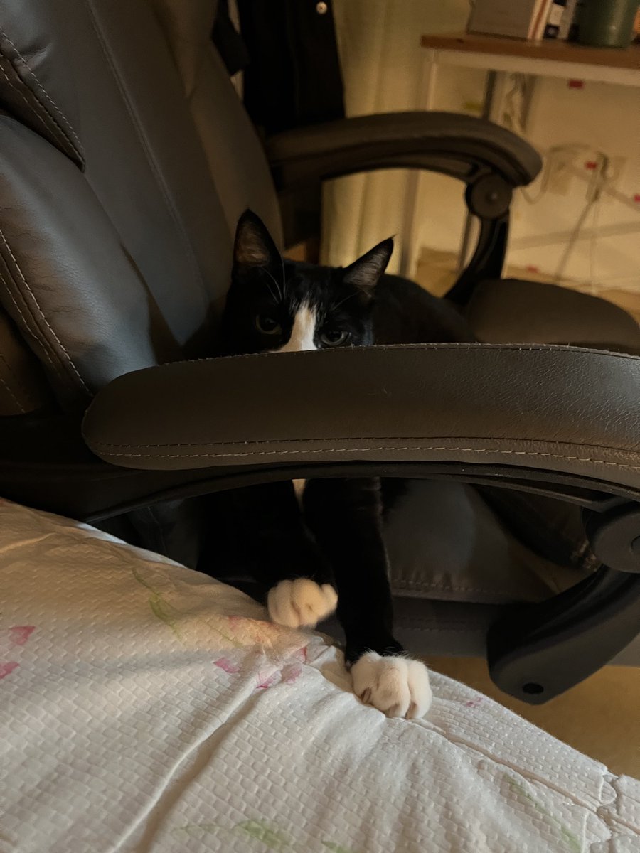 bravecat_Powder's tweet photo. 진짜 귀 여 워 https://t.co/DLJq93rgnN