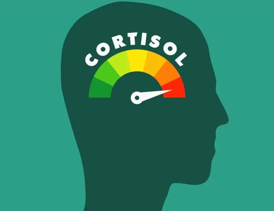 هرمون الكورتيزول (Cortisol) الإستيقاظ
​
​ يُعرف بـ "هرمون التوتر"، ولكنه يلعب دوراً حيوياً في تنظيم دورة النوم والاستيقاظ.
​وقت الذروة: ترتفع مستويات الكورتيزول بشكل طبيعي في الصباح الباكر (حوالي الساعة 6 إلى 8 صباحاً) لتزويد الجسم بالطاقة والنشاط اللازمين للاستيقاظ وبدء اليوم.