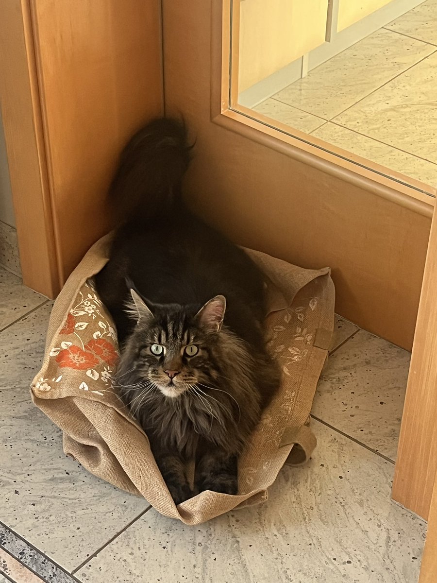 coding_jay's tweet image. Guten Morgen!