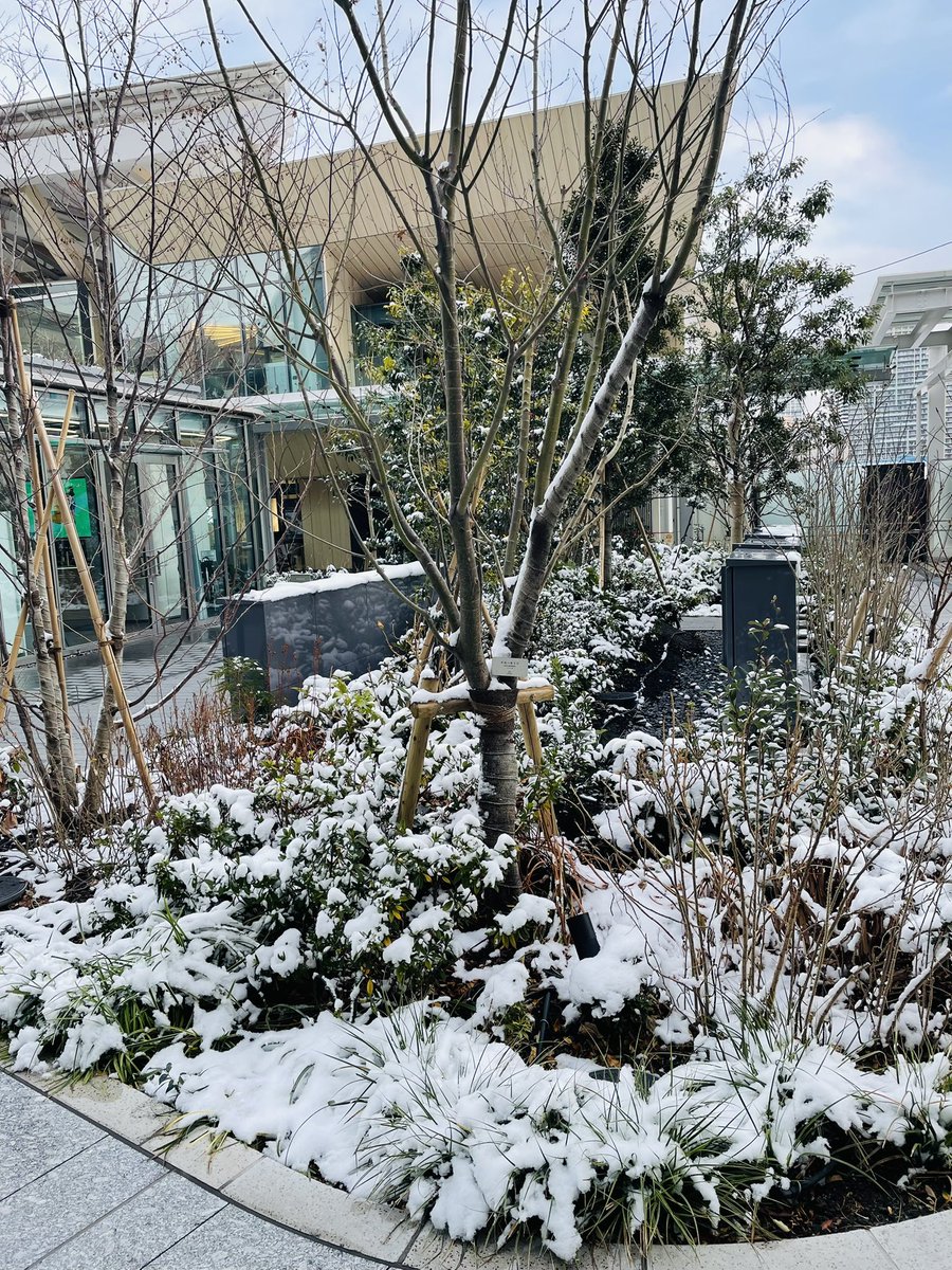 まぁ、積もっても東京だとこんなもんだよな。