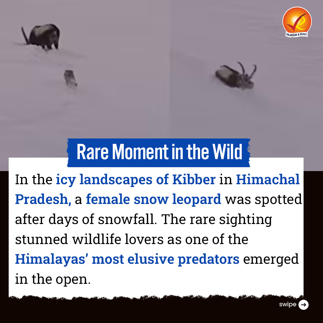 VajiramRavi's tweet photo. #StudywithVajiram : A rare wildlife moment unfolds in the icy heights of Kibber, Himachal Pradesh.
#SnowLeopard #HimalayanEcosystem #WildlifeConservation #Biodiversity #ApexPredator #HimachalPradesh #Kibber #EnvironmentAndEcology #UPSCEnvironment #UPSCPrelims #UPSCMains https://t.co/7gwqzhOSSs