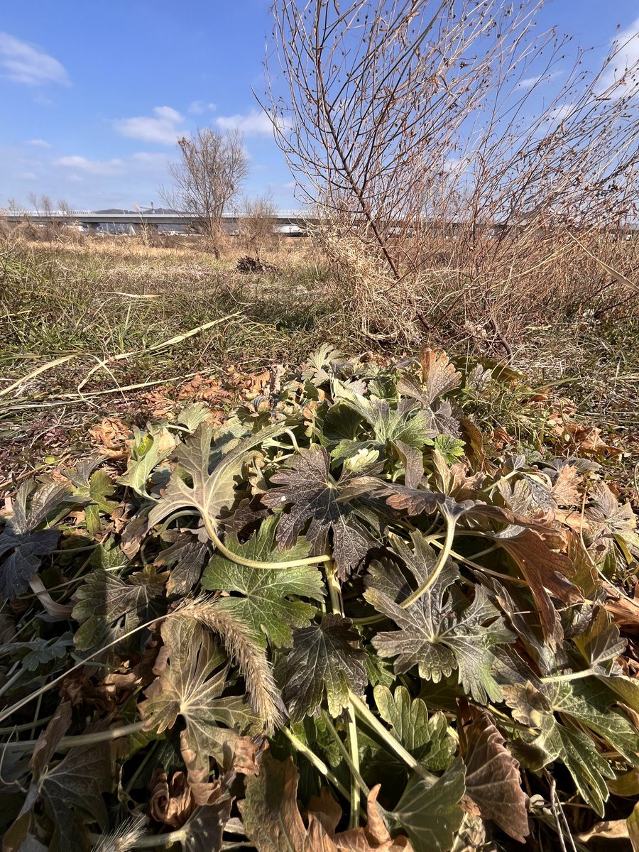 ryuiki_net's tweet photo. 年間を通して成長段階で見た目が大きく変わるメハジキ（在来種）
特に冬の姿は同じ植物とは思えないです https://t.co/MOCefmmBSL
