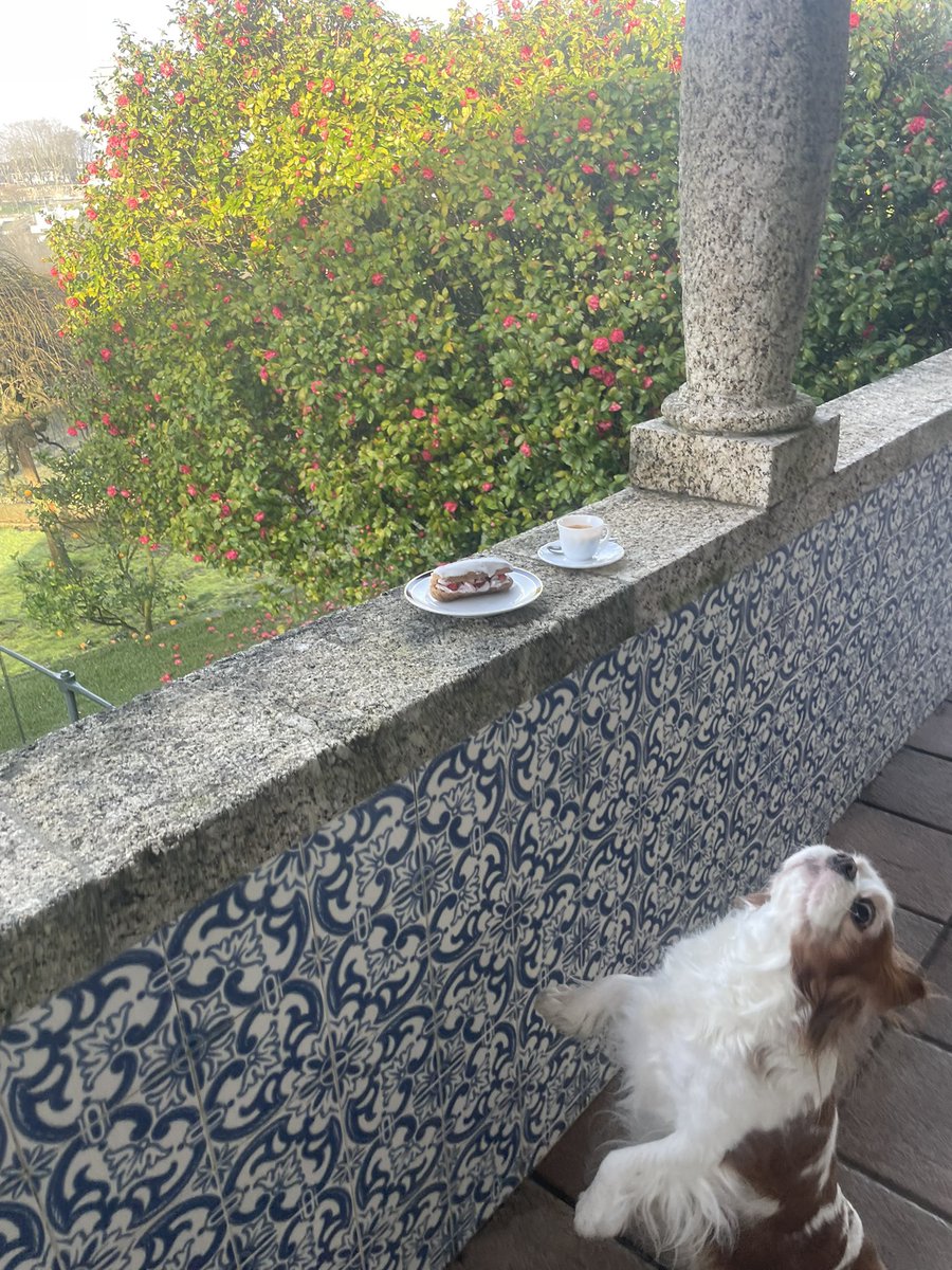 MiguelC40130919's tweet photo. ⭕️
Finalmente o sol decidiu visitar a terrinha, foi muito bem recebido.
Bom dia de Domingo a todos ☕️🐶🐕
#sundaycake https://t.co/UpTIljKF8f