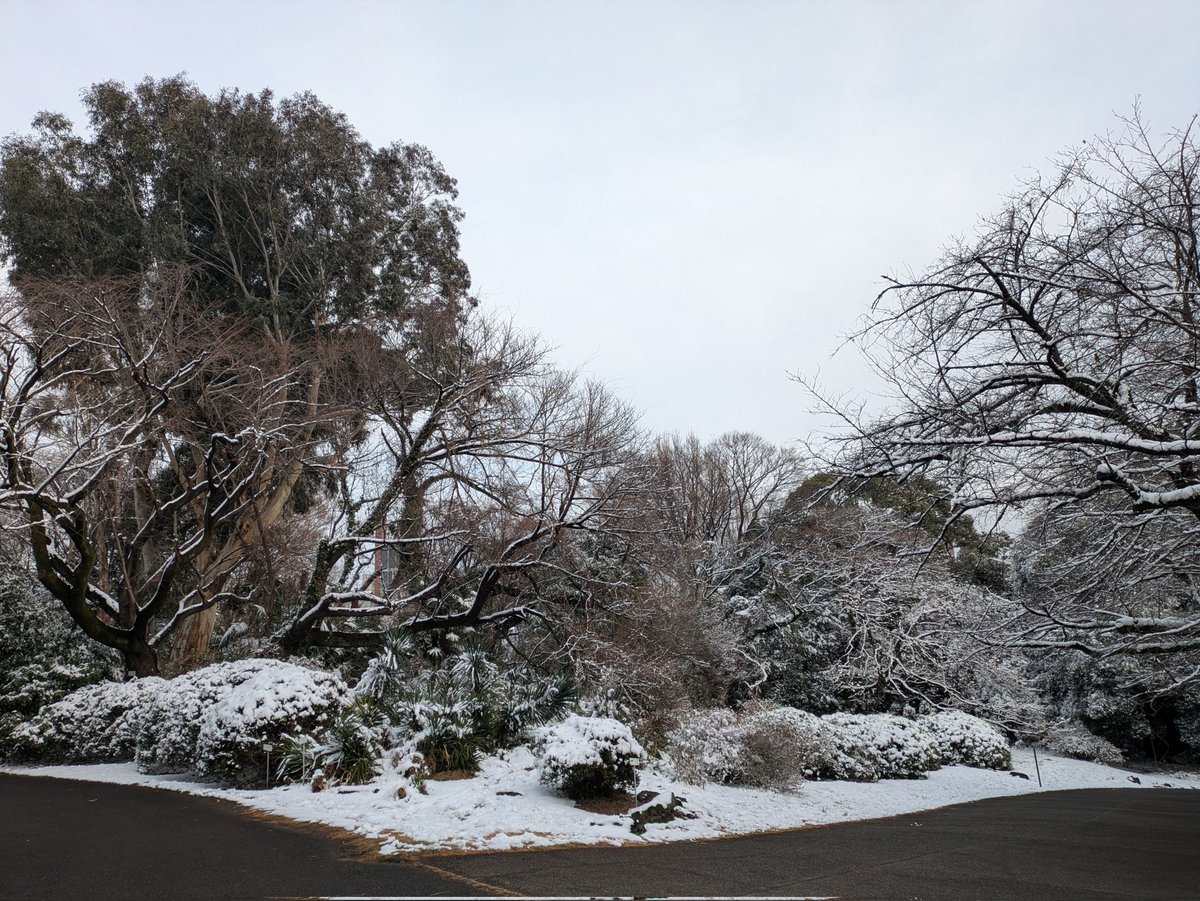 Tokyo_2506's tweet photo. 雪の植物園。
#小石川植物園 https://t.co/XZsFFmdthK