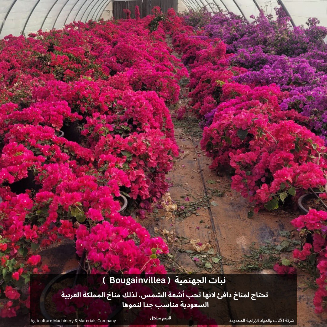 AMMC Agriculture - شركة الآلات والمواد الزراعية tweet media