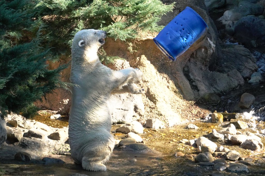 ねこさん.. (@cat_0515) / Posts / X