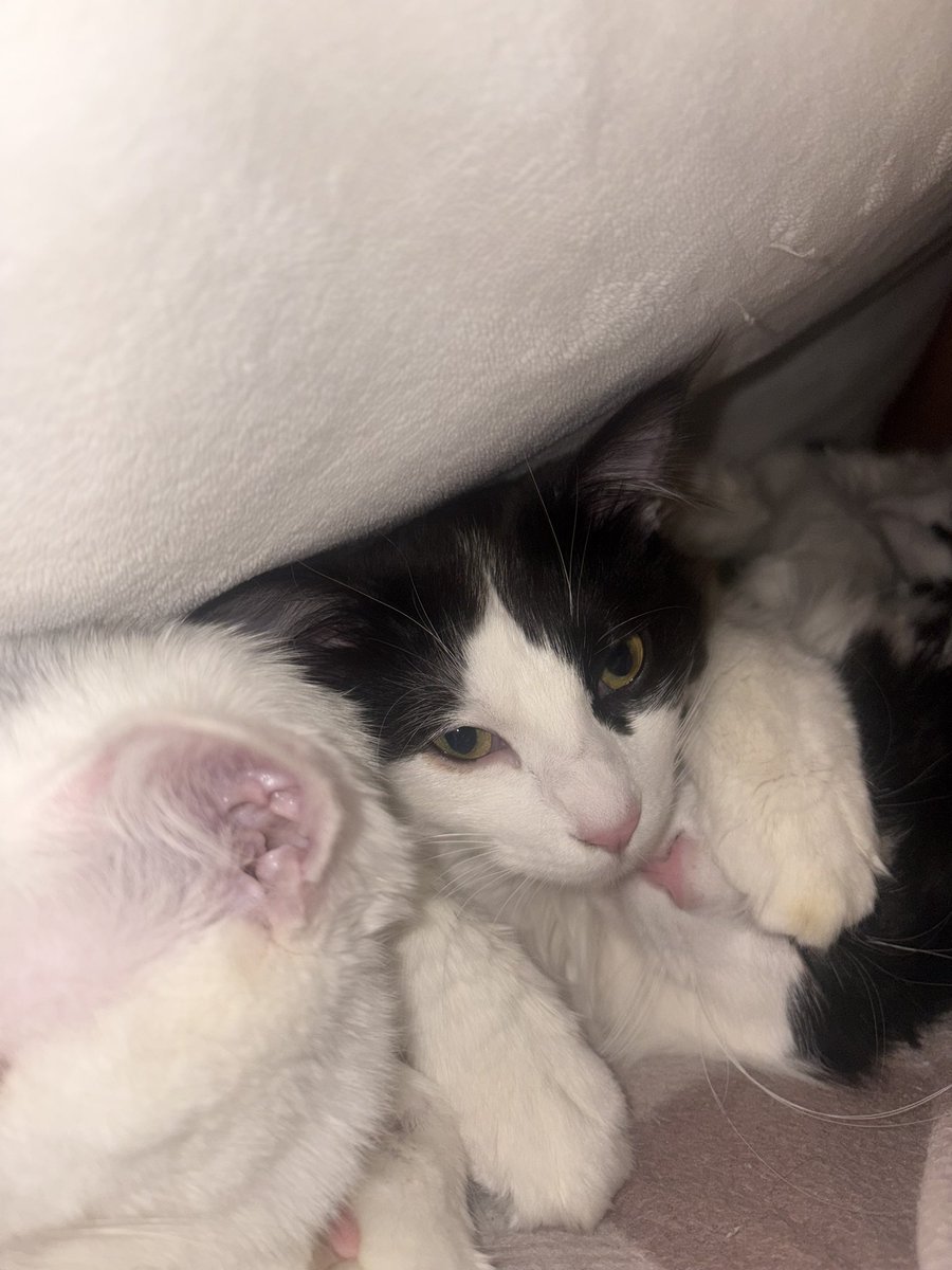 それガッツリパパのこと潰してるけどいいの？