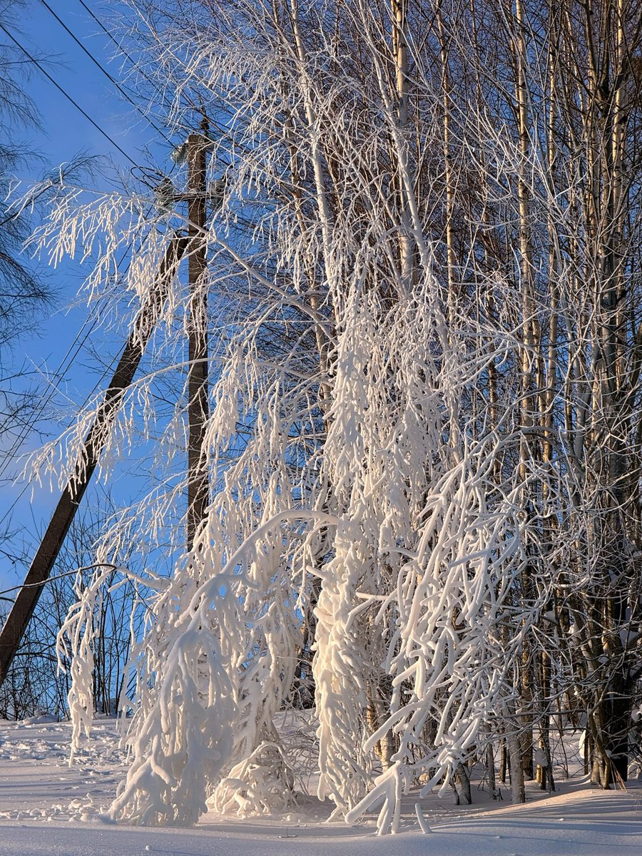 rayblos's tweet photo. サンクトペテルブルグの近くにあるトクソボっていう街綺麗でした❄️ https://t.co/MJg3ZyyVAE