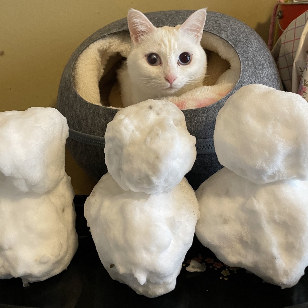 MY_A1T2B3's tweet photo. マルシェより雪だ雪‼️‼️‼️‼️
すげーーーー‼️‼️‼️‼️‼️‼️‼️‼️‼️
掌より大きいの人生で初めて作れた‼️
いい大人たちが集まって大はしゃぎ‼️
すげーーーずっと降ってるーーーーーー
ずっと降れーーーーーすごいーーーー！
ポケツイエラー中みたいでんな！
いつの間にか10万売り上げとったからもうええで！ https://t.co/WJClUfA0IB