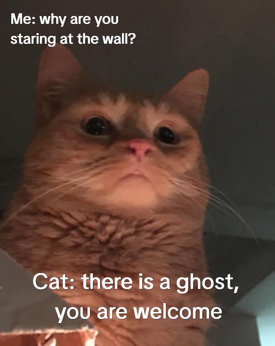 Haunted? No. Just cat energy.#CatsOfX #Paranormal