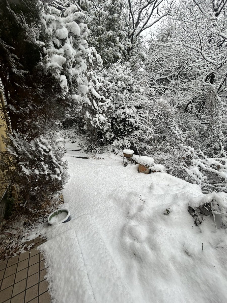 MIU_2003's tweet photo. 雪がすごい。2014年ぶりの大雪。 https://t.co/Vu7bZ0VkqH