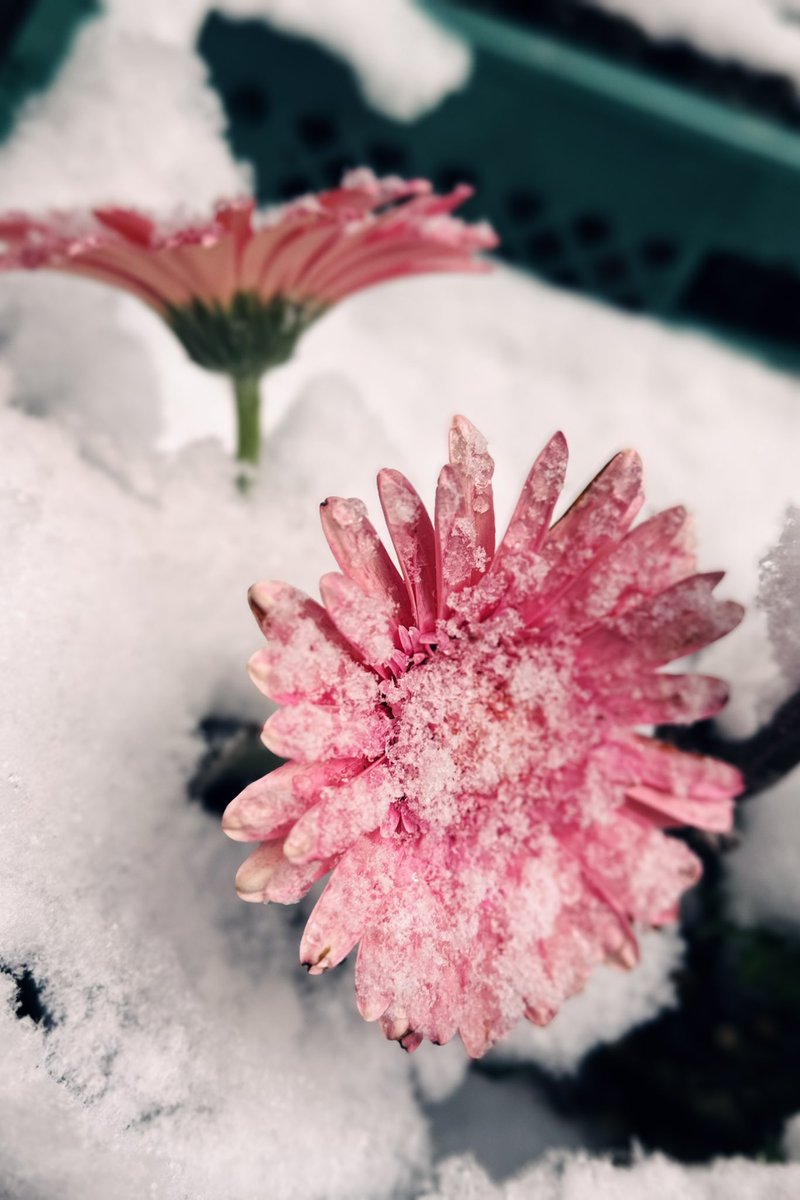 みつる tweet media