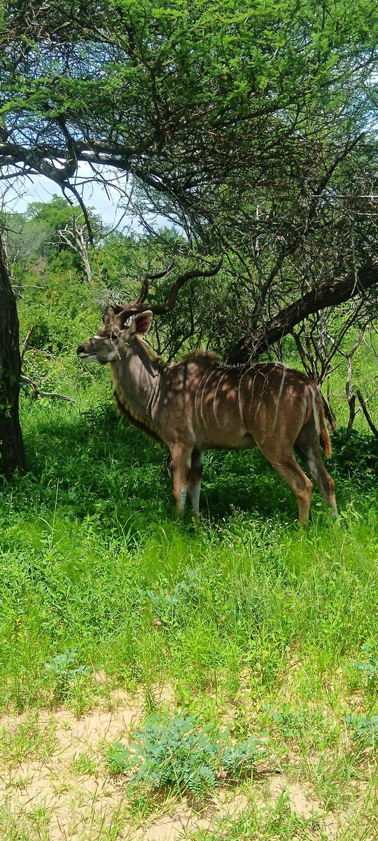 The athlet of the wild