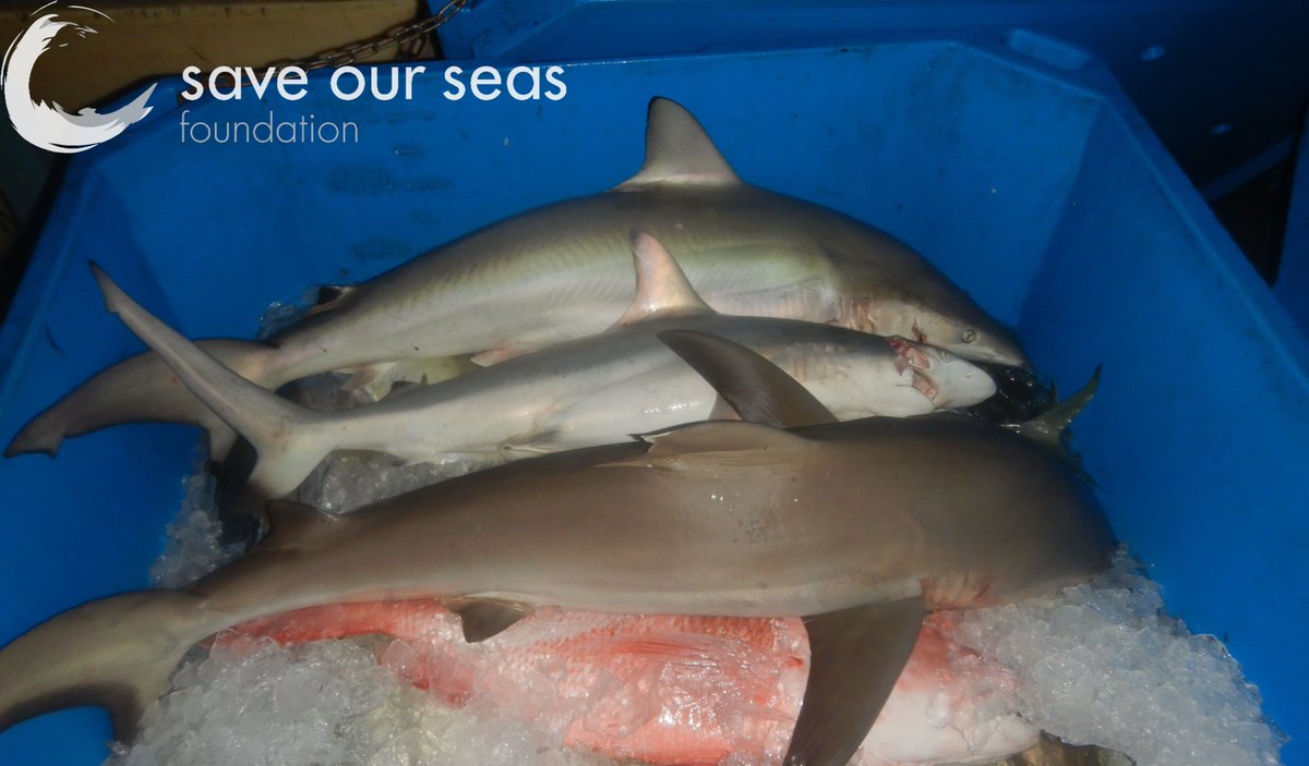 24 species of shark have been recorded in the artisanal catch, the top 4 make up 86.4% of the catch, and the top 10 98.7%. Front to back: grey reef (C. amblyrhynchos), blacktip (C. limbatus) and spottail (C. sorrah), English River market (28/01/26). SOSF-funded project.