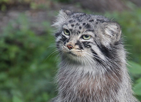 conchi0119's tweet image. 여담으로 내안에서 야기라는 
샴고양이 보단 
이쪽 계열임 마눌고영이