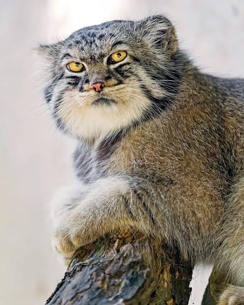 conchi0119's tweet image. 여담으로 내안에서 야기라는 
샴고양이 보단 
이쪽 계열임 마눌고영이