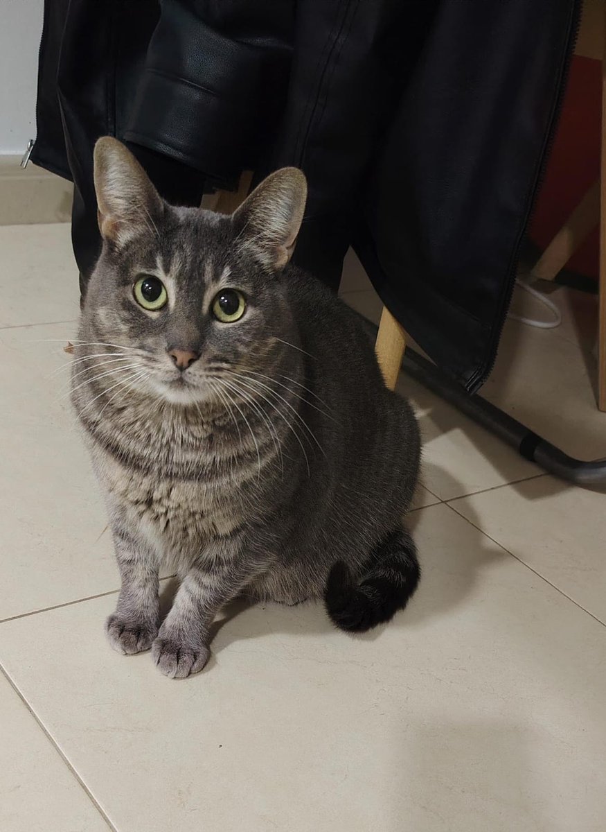 #Adopció conjunta Jazz i Blues 🐱🐱💜
Adopció solidària (només xip). Testades, vacunades i esterilitzades. Poden viatjar.
WhatsApp ☎️ 646689901
Van venir de Cadiz fa uns mesos, han avançat molt en socialitzar, hi haurà assessorament. No volem que vagin a una protectora #Deltebre