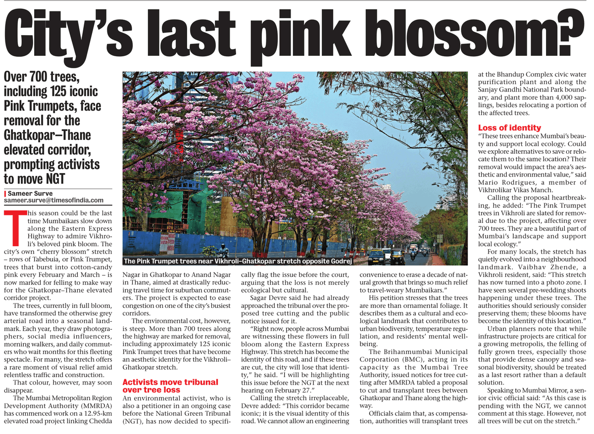 MeeSagarDevre's tweet photo. City's last pink blossom!

"Mumbai will lose its pink cover soon,
Act now before it fades forever.”
@mumbaimirror
@AUThackeray
@gajabhauX
@HONAFE_APEX
@HirwaNGO @mulund_info
@memumbaikar2018
@waglenikhil
@rajuparulekar @GreenStalin
@zoru75
#actnow #actnowforfuture #whistleblower #savemumbai #cherryblossom
