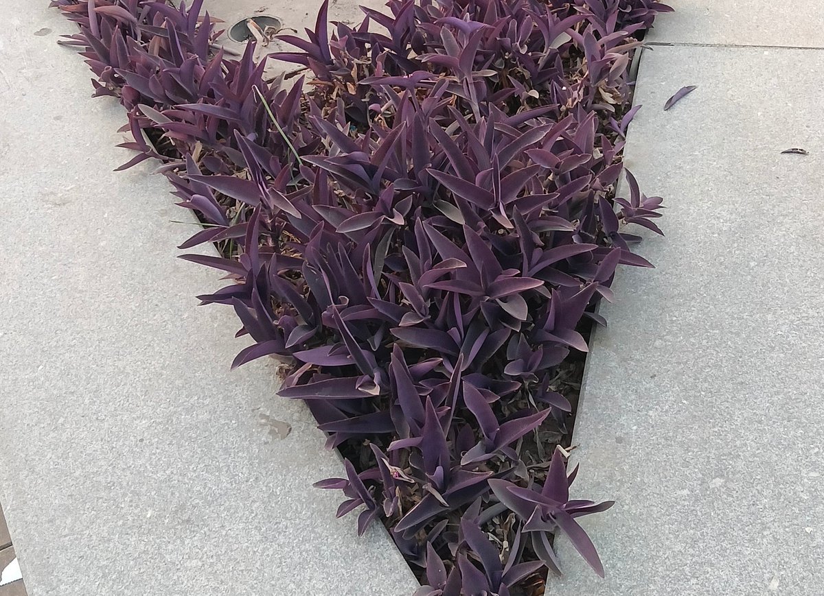 Small plant big vibe 🌿💜
Simple look royal feel 👑
Nature never disappoints ✨