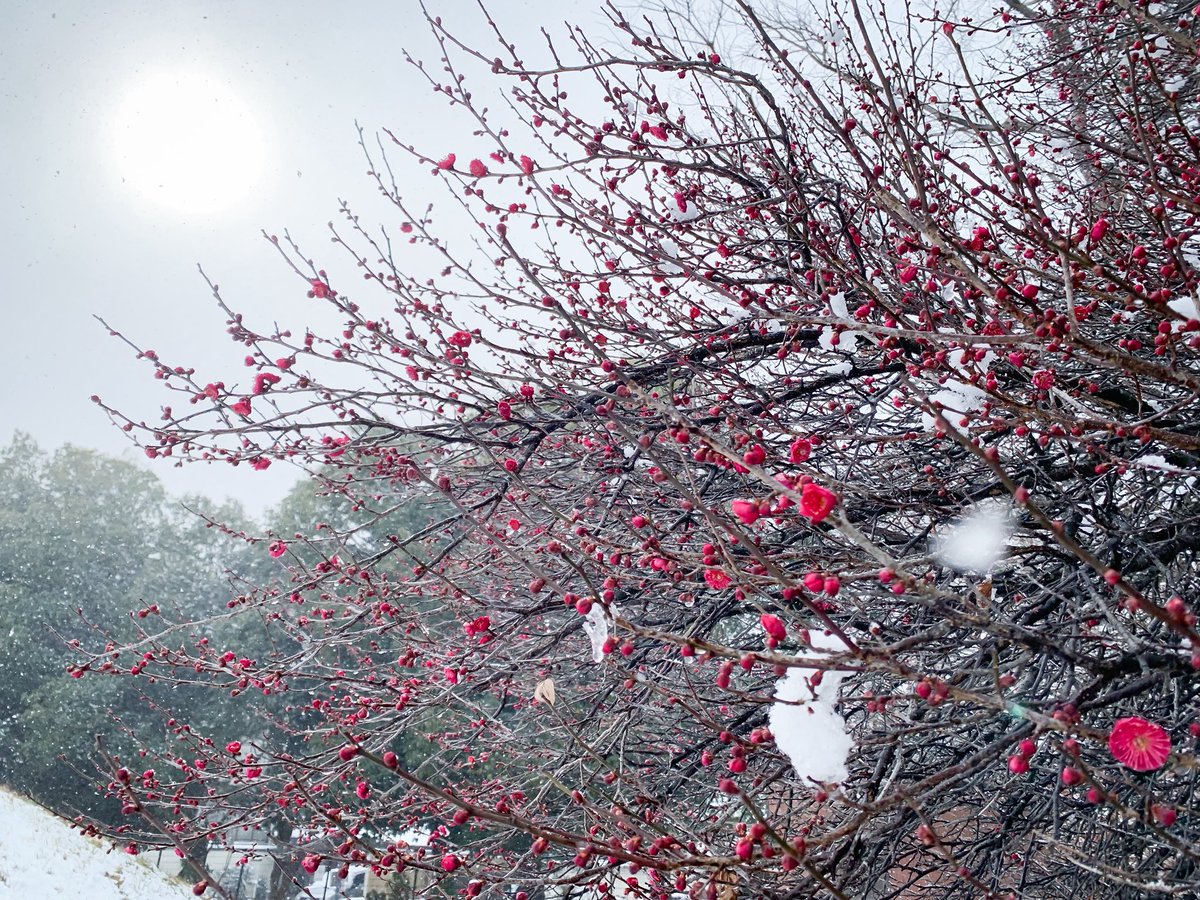 mew_chibi's tweet image. おさんぽ🤳

頑張って行った雪の日の投票🗳️
雪だるまん⛄️と
校庭でちょっと雪遊び
紅梅もよい香りだった💭

いまはお家であったまってます✨

#キリトリセカイ #雪 #ファインダー越しの私の世界ᅠ #イマソラ #投票 #日常