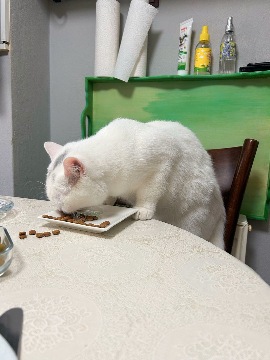 Obezite başlangıcı olan kızım 
Bu arada babaanne ve dede bazen bağırdığında ben üzülüyorum. Kızıma bağırmayın dedim 
Miyyaav diye bir arka fon sesi 😍🤩