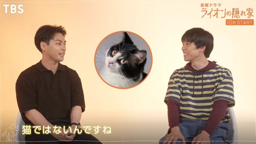 conchi0119's tweet image. 라이온가좍들이 
야기라유야를 동물에 빗댄다면?

반도쿤: 고양이, but 작은고양이보단 고양잇과 맹수
아스카쨩: 분위기도 그렇고 올린 머리가 갈기처럼 보여서 '사자'