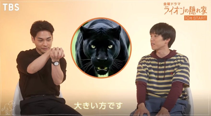 conchi0119's tweet image. 라이온가좍들이 
야기라유야를 동물에 빗댄다면?

반도쿤: 고양이, but 작은고양이보단 고양잇과 맹수
아스카쨩: 분위기도 그렇고 올린 머리가 갈기처럼 보여서 '사자'