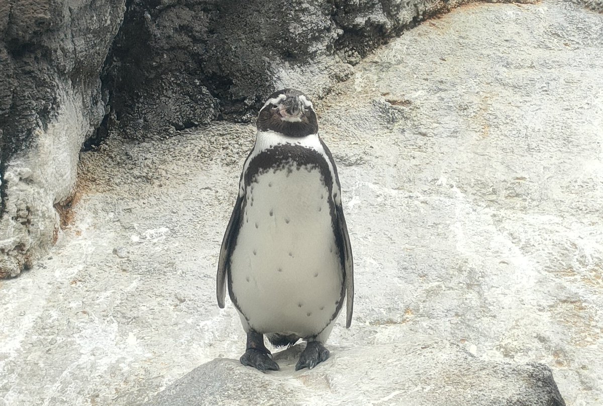 ペンギンすぎてる🐧💘