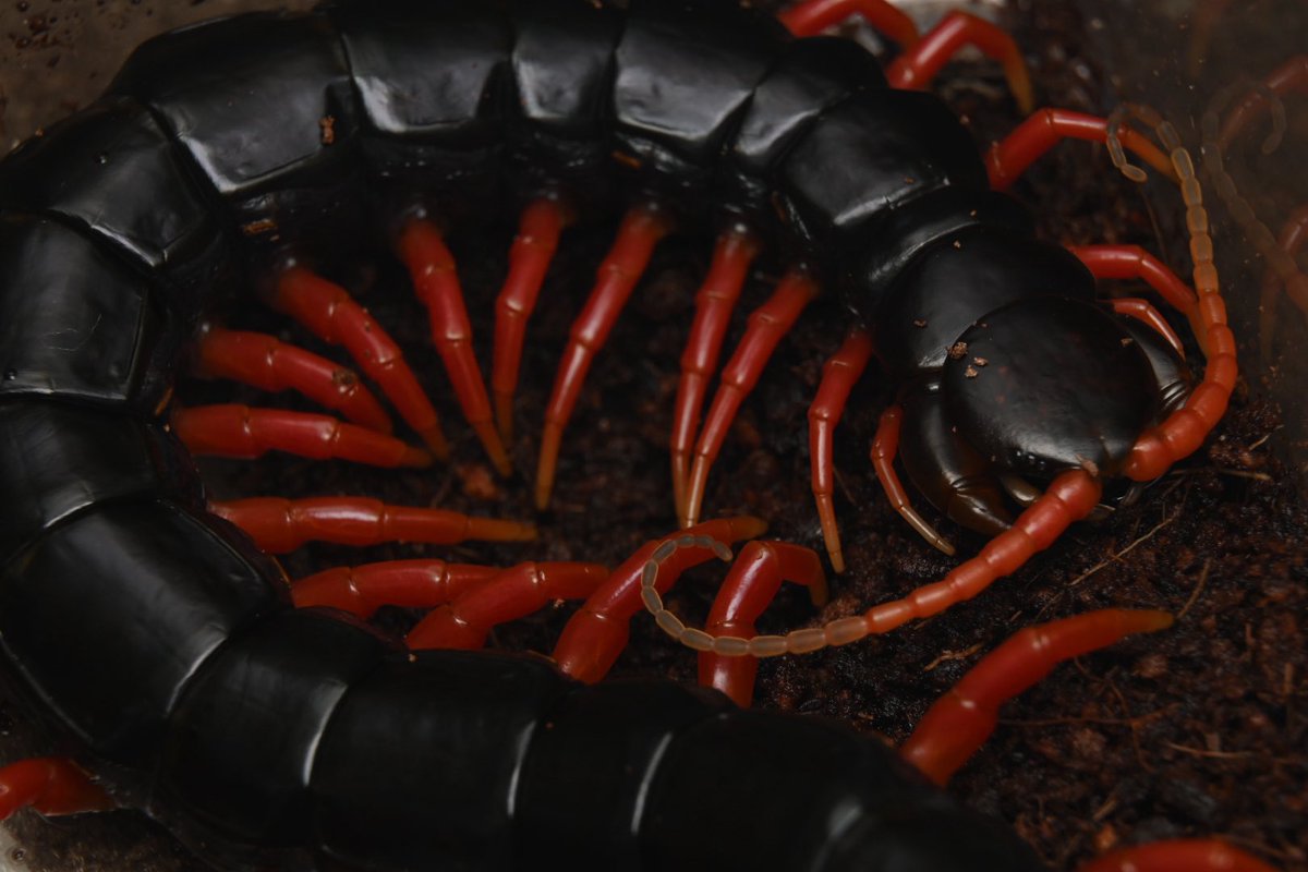 ブロフロフスキー tweet media